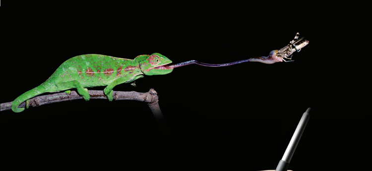 Chamäleon-FlexShapeGripper