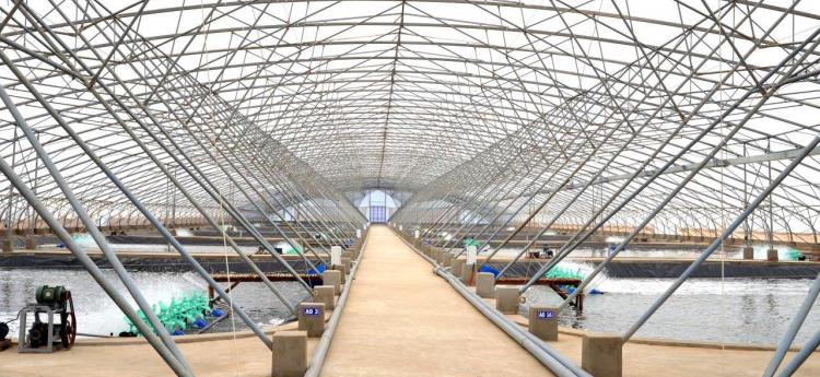 Wasserbecken - Viet-Uc Shrimps