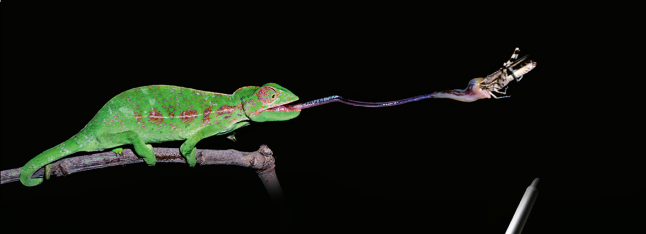 Chamäleon-FlexShapeGripper