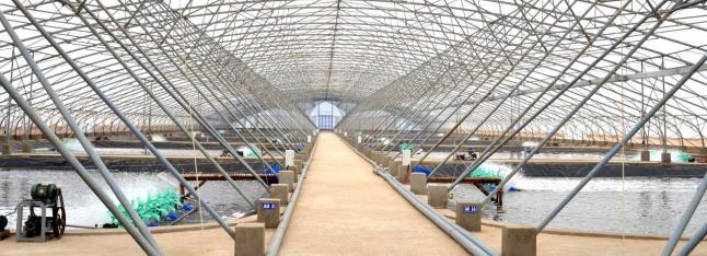 Wasserbecken - Viet-Uc Shrimps